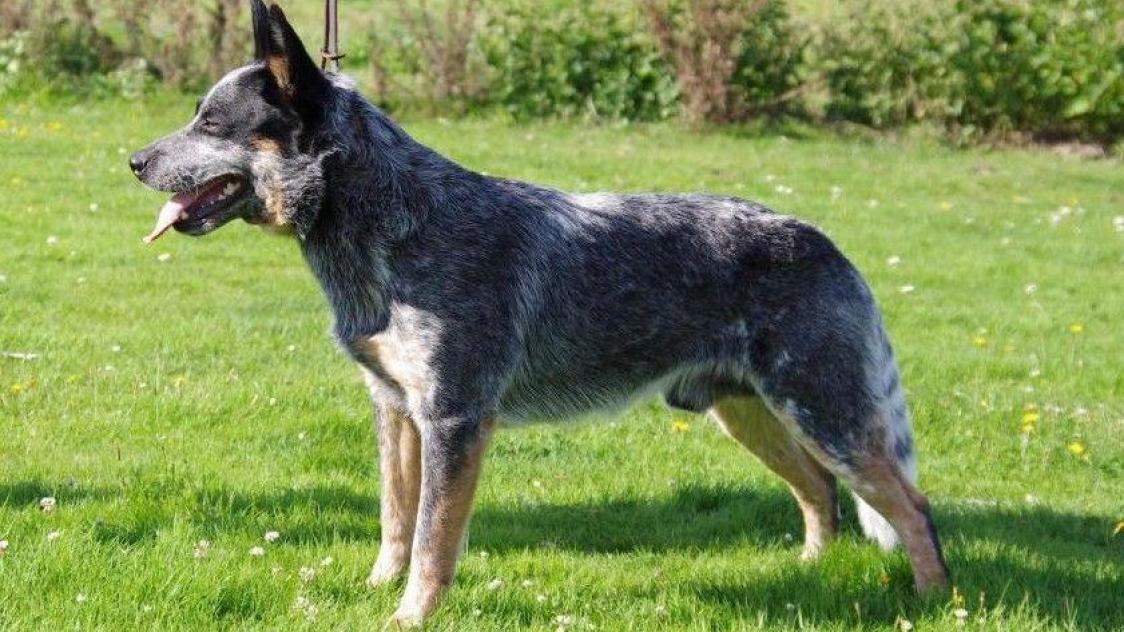 Berger kelpie deals